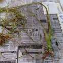 2-4pipewort 3 ft flower stems2
